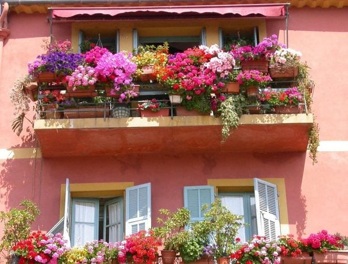 Цветы балконе