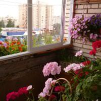 яркие цветы на балконе на полках интерьер картинка
