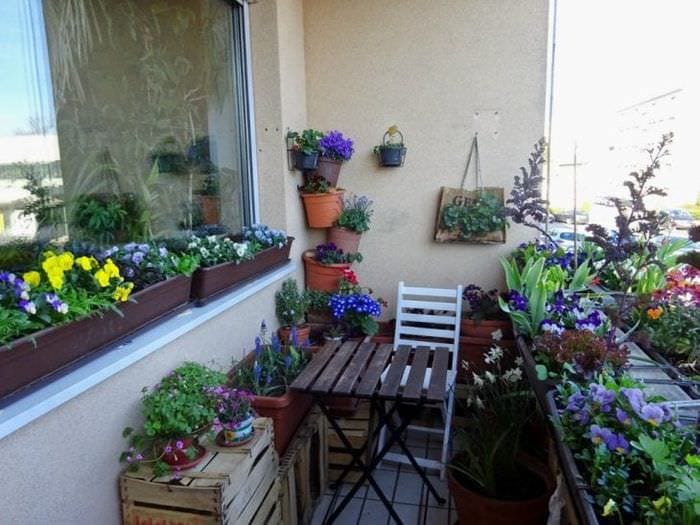 Što uzgajati i kako biljke postaviti na balkon