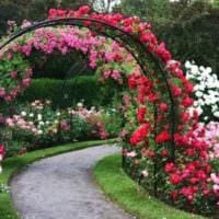 идея использования ярких роз в дизайне двора картинка